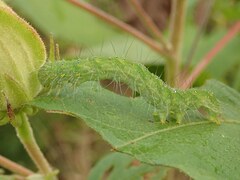 Xanthodes transversa