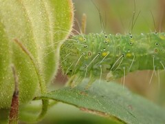 Xanthodes transversa