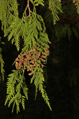 Thuja