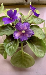 Streptocarpus ionanthus