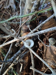Mycena leptocephala
