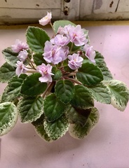 Streptocarpus ionanthus