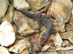 Oedura tryoni