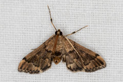 Nacoleia oncophragma