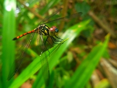 Agrionoptera insignis