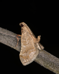Scenedra decoratalis