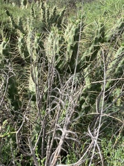 Austrocylindropuntia subulata