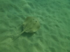 Trygonoptera testacea