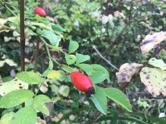Rosa canina