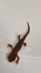 Ichthyosaura alpestris alpestris