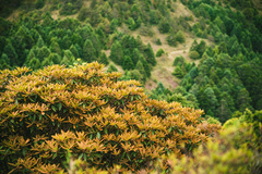 Rhododendron hyperythrum