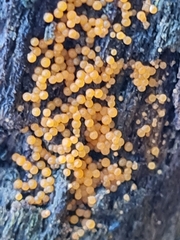 Hydropisphaera peziza