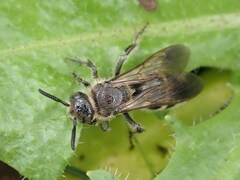 Campsomeriella annulata