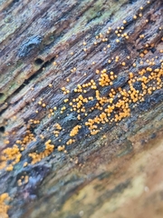 Hydropisphaera peziza