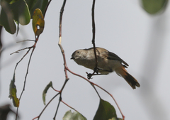 Acanthiza uropygialis