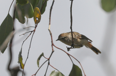 Acanthiza uropygialis