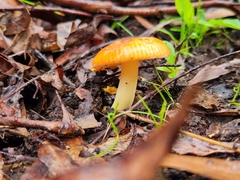 Amanita xanthocephala