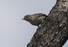 Acanthiza uropygialis