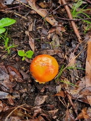 Amanita xanthocephala