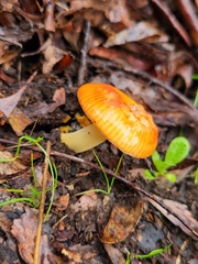Amanita xanthocephala
