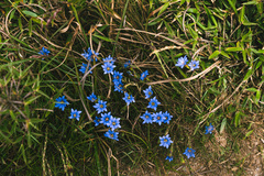 Gentiana arisanensis