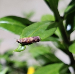 Pyrausta phoenicealis