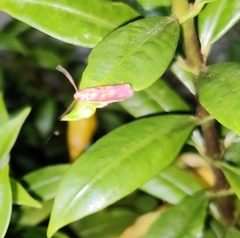 Pyrausta phoenicealis