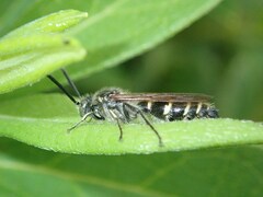 Campsomeriella annulata