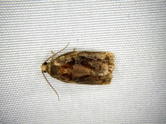 Archips oporana