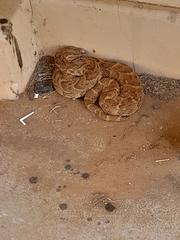 Bitis arietans