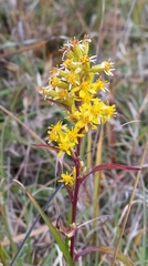 Solidago decurrens