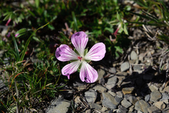 Geranium hayatanum