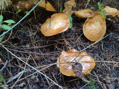 Suillus collinitus