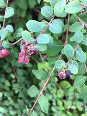 Symphoricarpos orbiculatus