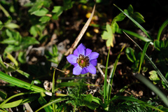 Gentiana arisanensis