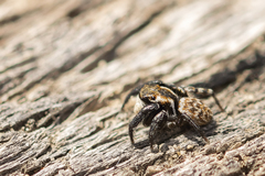 Euophrys
