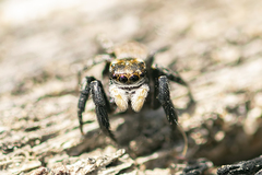 Euophrys
