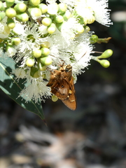 Trapezites symmomus