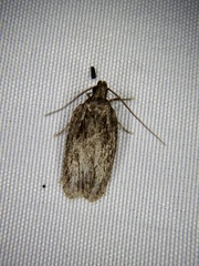 Agonopterix