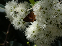 Trapezites symmomus