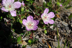 Geranium hayatanum