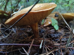Suillus collinitus