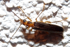 Nacerdes carniolica
