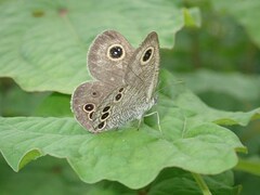 Ypthima argus