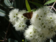 Trapezites symmomus