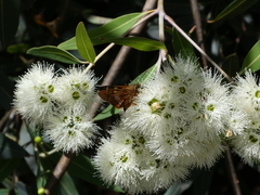 Trapezites symmomus