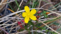 Hypericum nagasawae