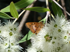 Trapezites symmomus