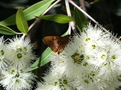 Trapezites symmomus
