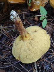 Suillus collinitus